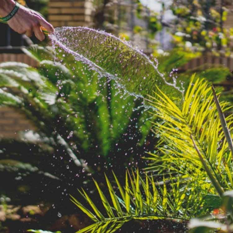 salud y cuidado de arboles