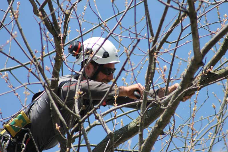 Mantenimiento preventivo y cuidado de arboles