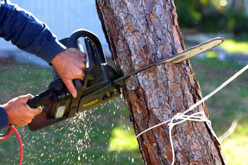 eliminación de arbol