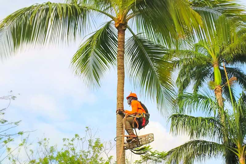 recorte de palmera